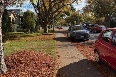 Fall-Leaf-Collection